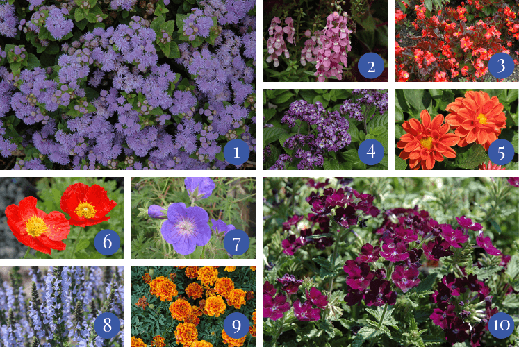 Variety of different annual flowers which are resident to deer damage