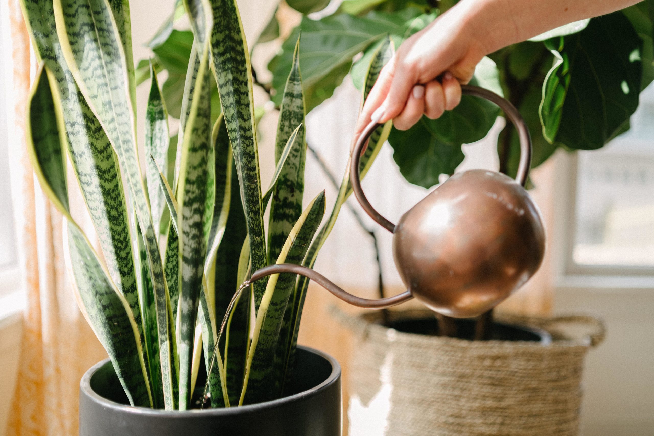 Person using a metal watering can to water a snakeplant in a black pot. 
