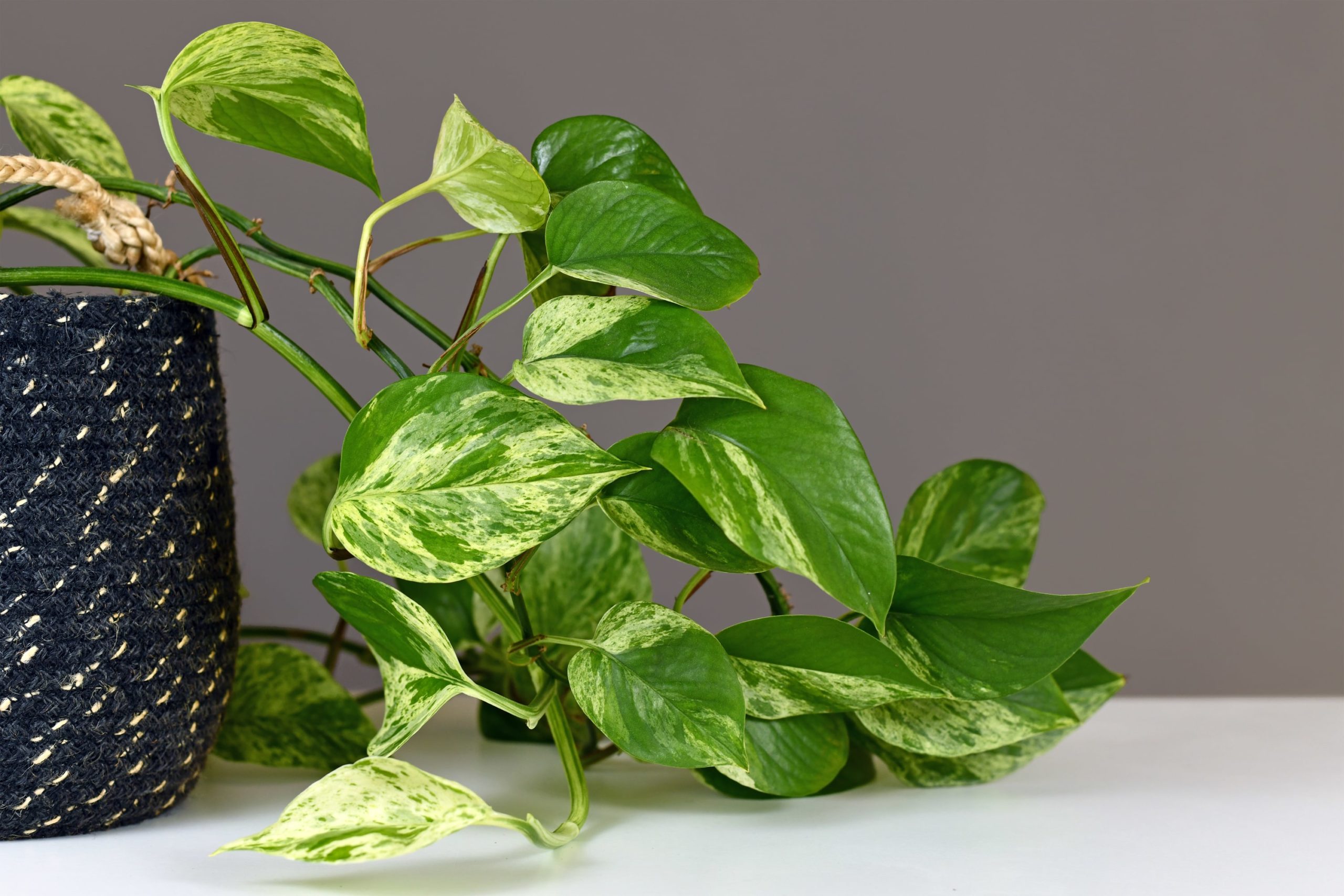 Golden Pothos in a black and golden woven pot. 