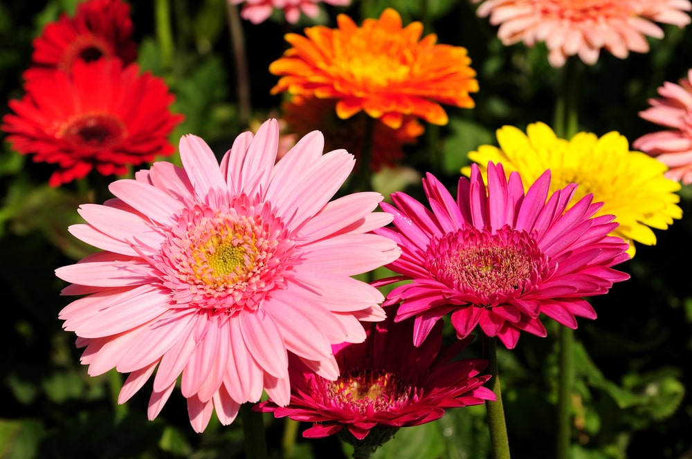 A patch of some blooming Gerbera daisies.