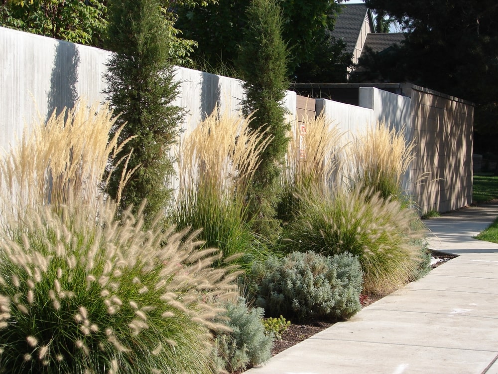 Some ornamental grass along a walkway. Ornamental grasses are one of the most common types of perennial grasses.