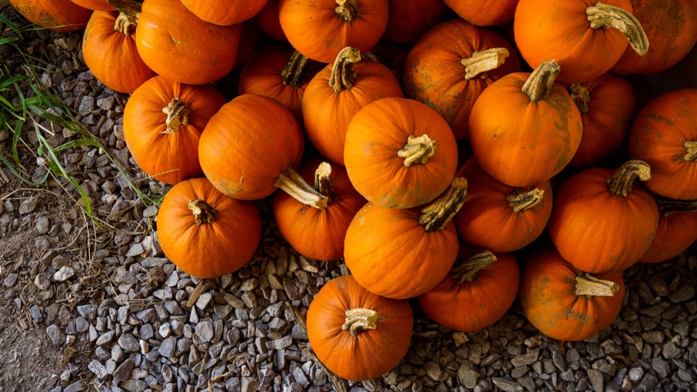 A small group of pumpkins in a pile