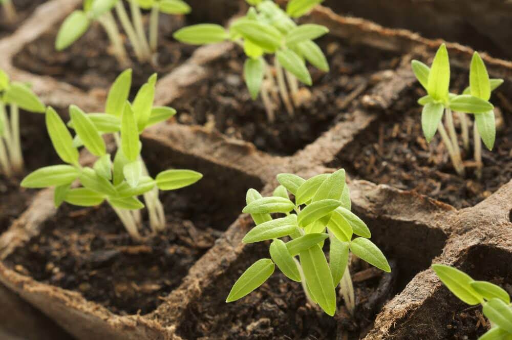 Young plants grow from the dirt. 