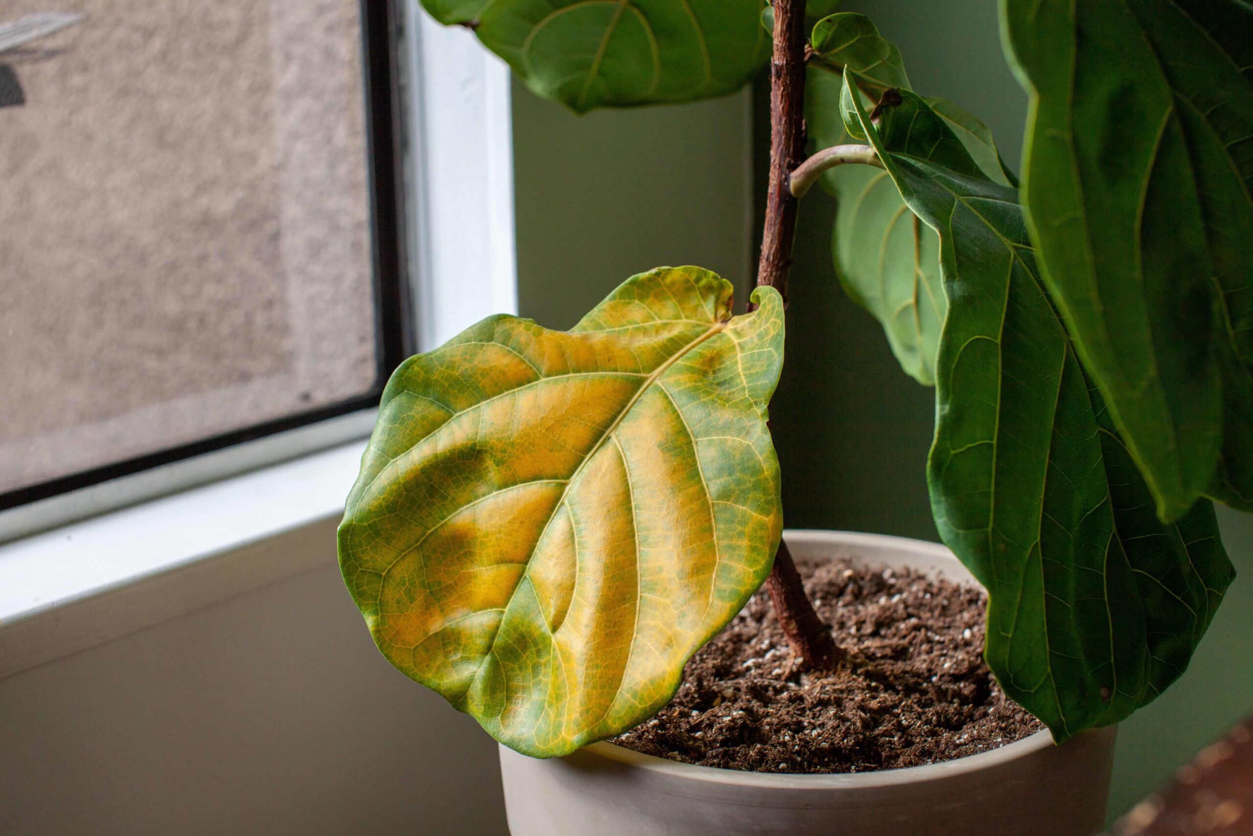 a houseplant with a yellowing leaf