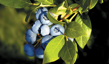 Close up of blueberries on a branch