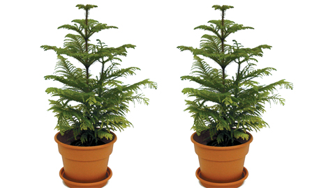 Norfolk Island Pine potted trees