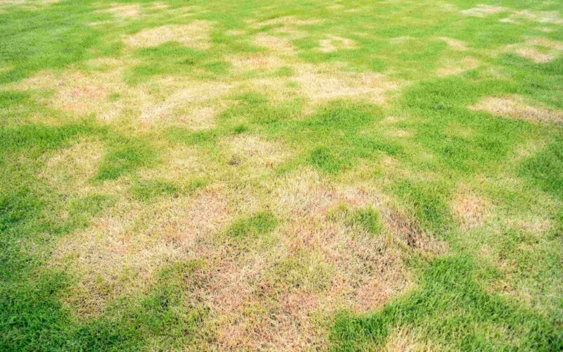 lawn filled with dead spots