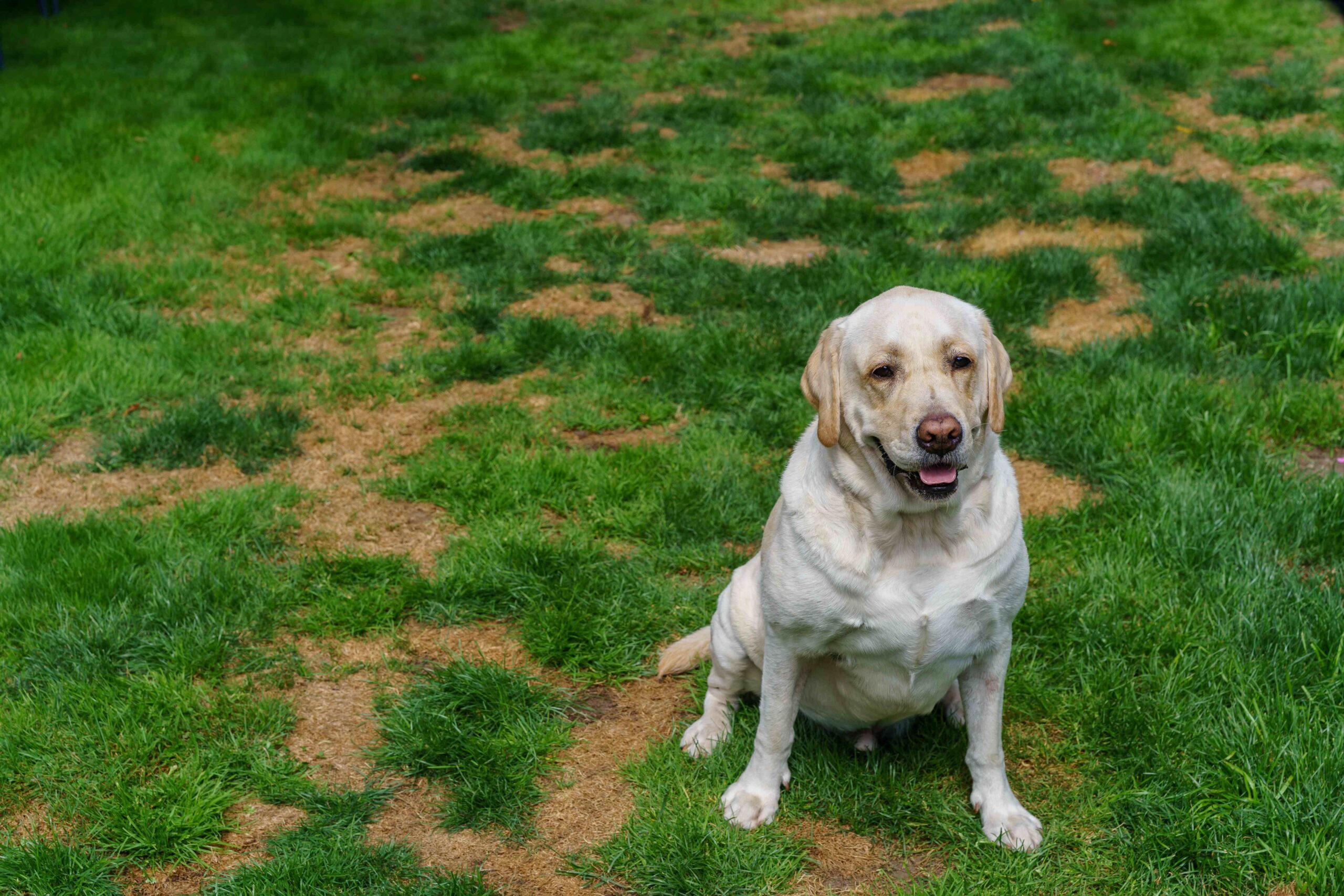 A yellow lab sits in a lawn that is filled with dead spots