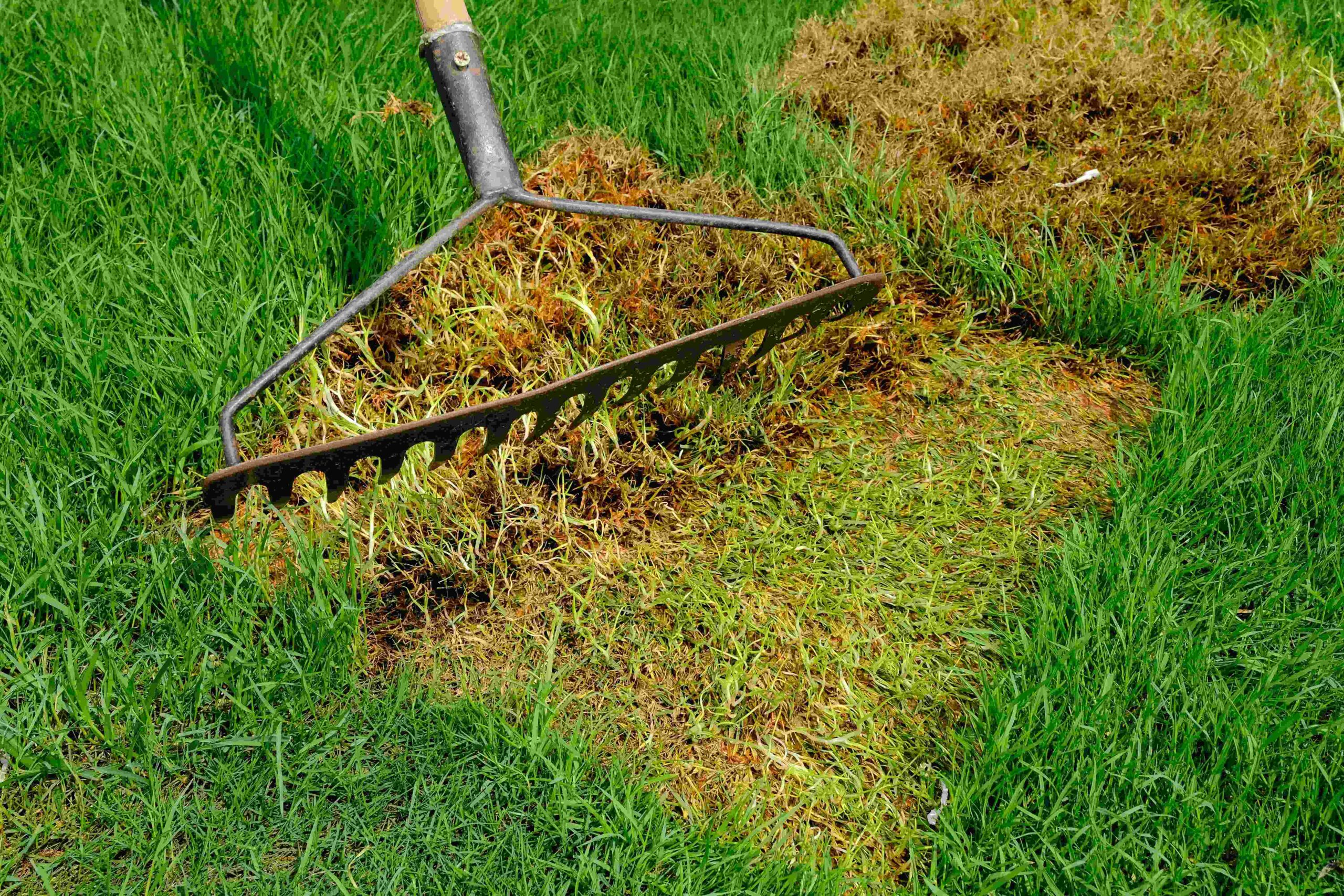 a rake removes dead grass as someone fixes dead spots in lawn