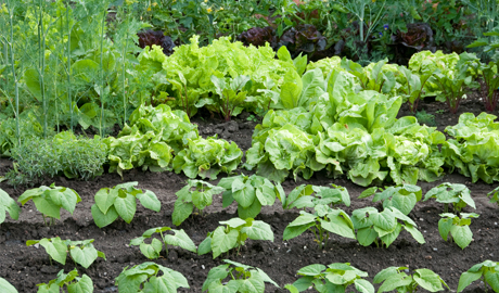A Vegetable Garden, How To Plant A Vegetable Garden