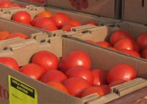 Tomatoes in boxes