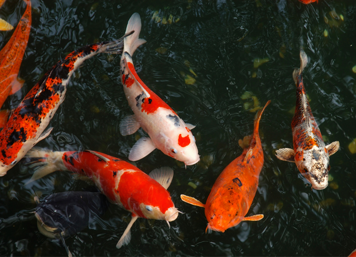Fish & Pond Supplies - Stauffers Garden Center