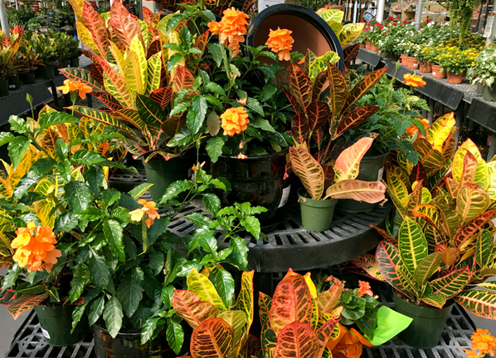 bright orange, yellow and green plants for fall containers