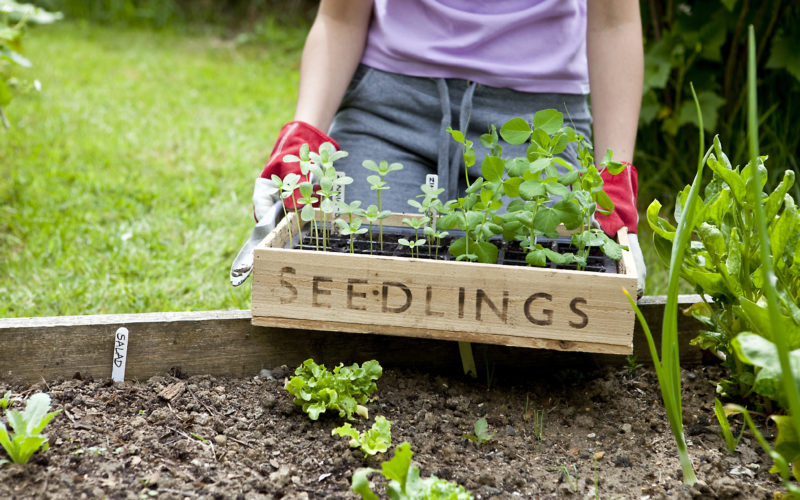 Gardener holding wooden seedling tray in vegetable garden,