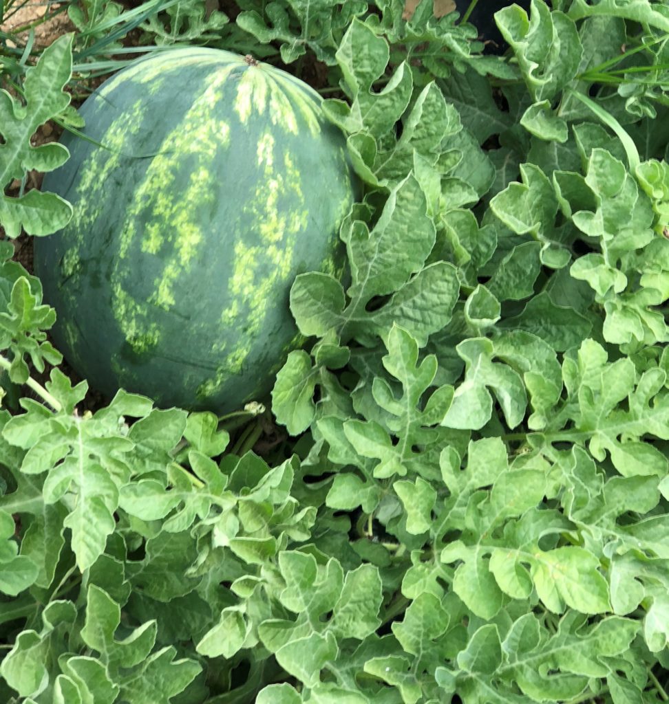 locally grown watermelon in a patch