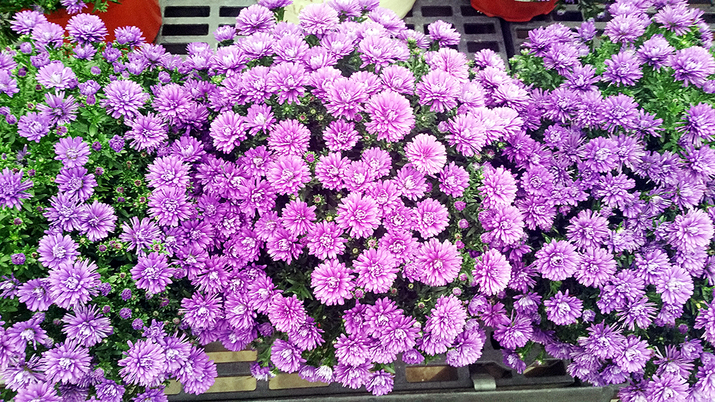 purple Aster plants