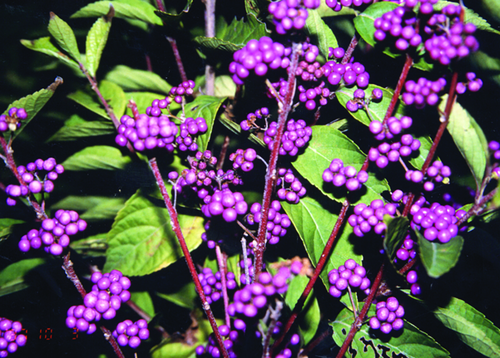 Beautyberry bush with purple berries