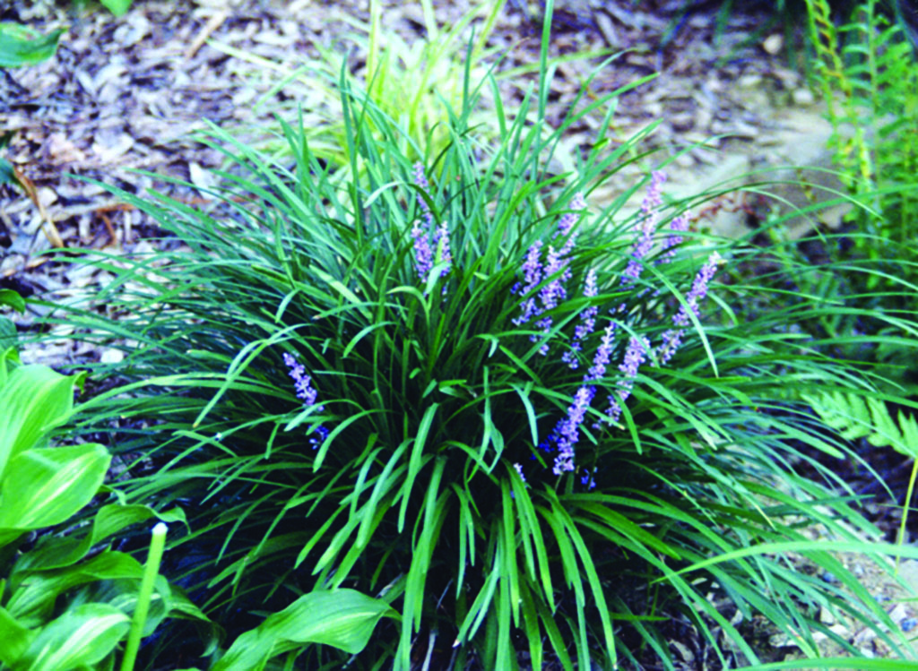 purple Lirope plant