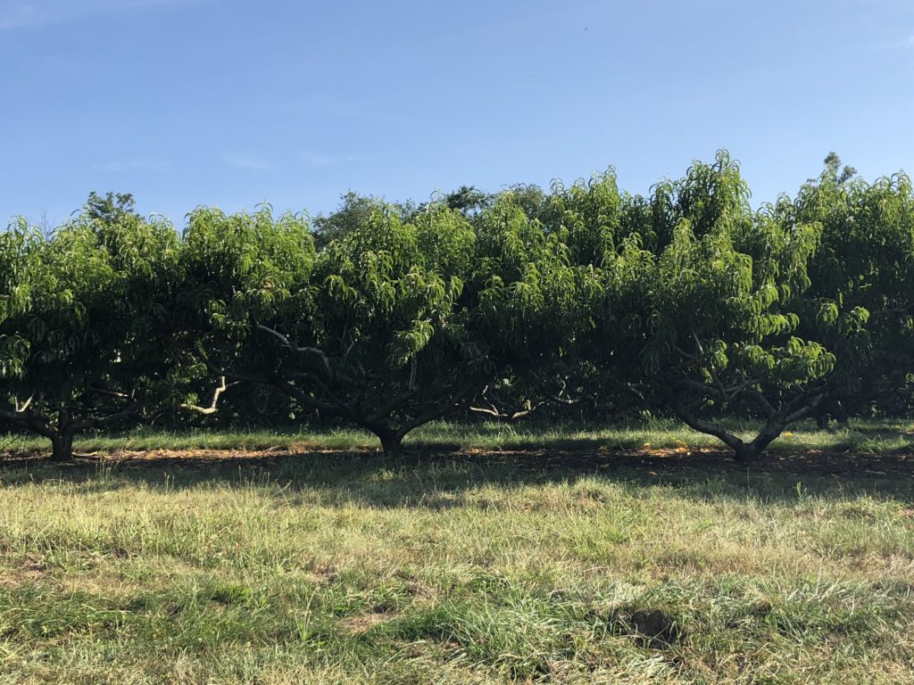 field of peaches on a peach farm