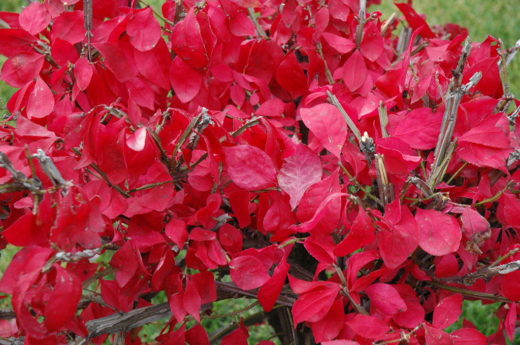 red Burning Bush plant