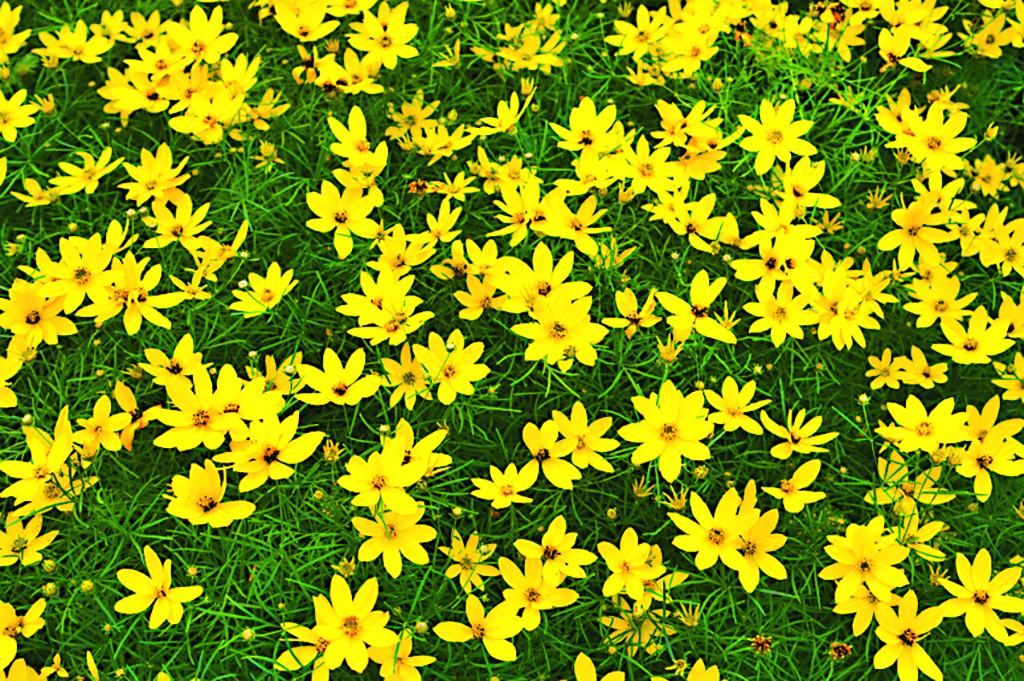 yellow Coreopsis plant