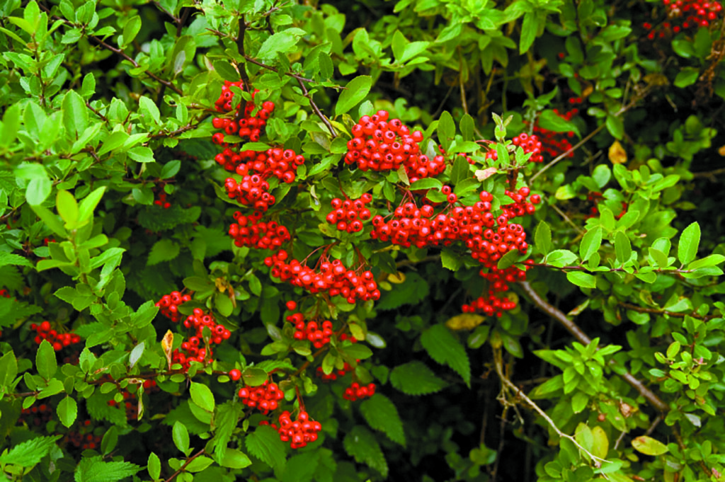 Pyracantha plant with red berries
