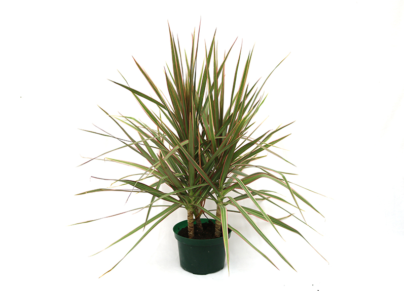 dracaena palm house plant in a green container