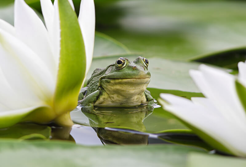 toad frog on lilly pads