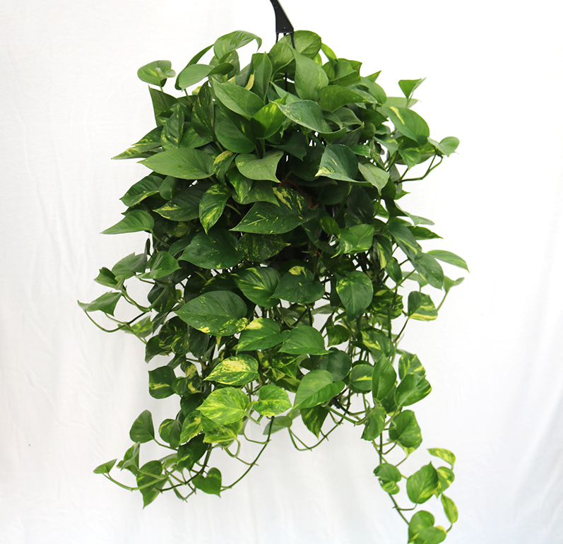 pothos vine hanging house plant