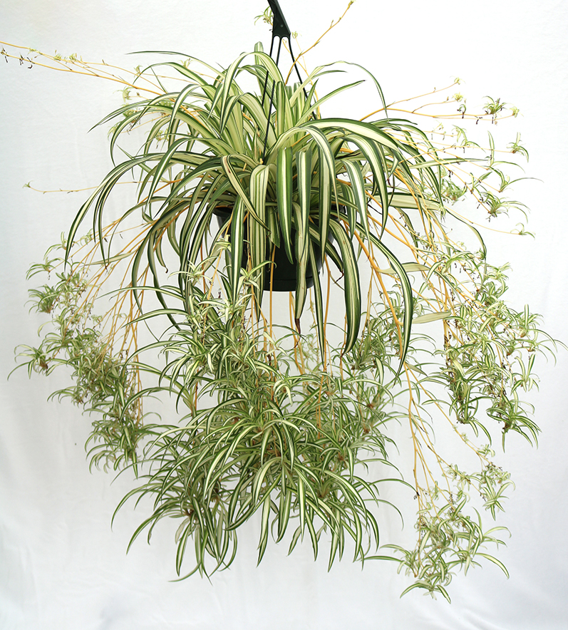 spider plant hanging house plant