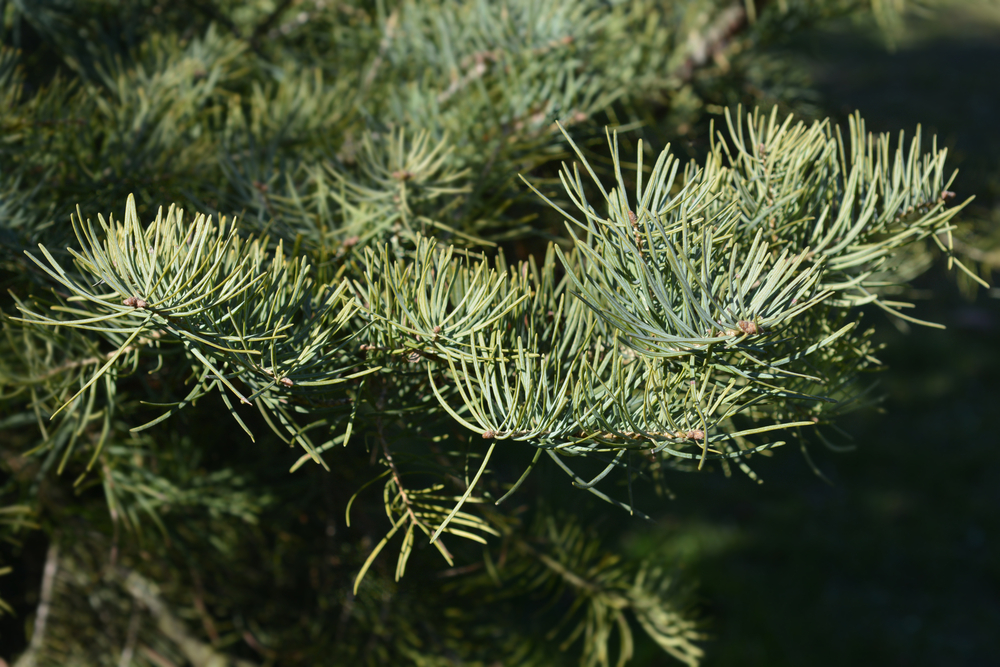 The needles of a concolor fir Christmas tree