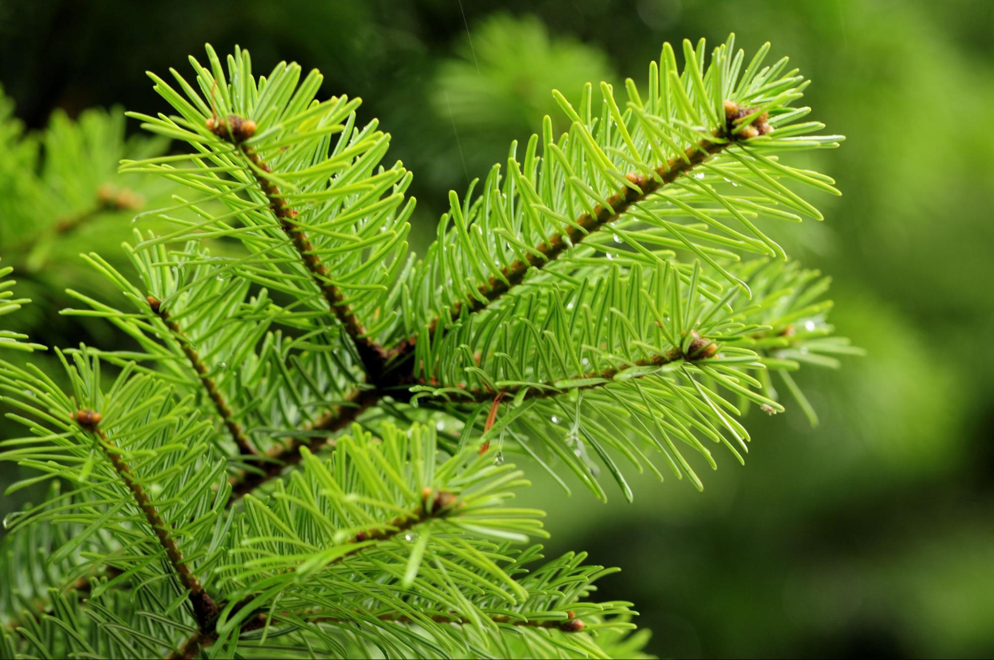 The needles of a Douglas fir Christmas tree