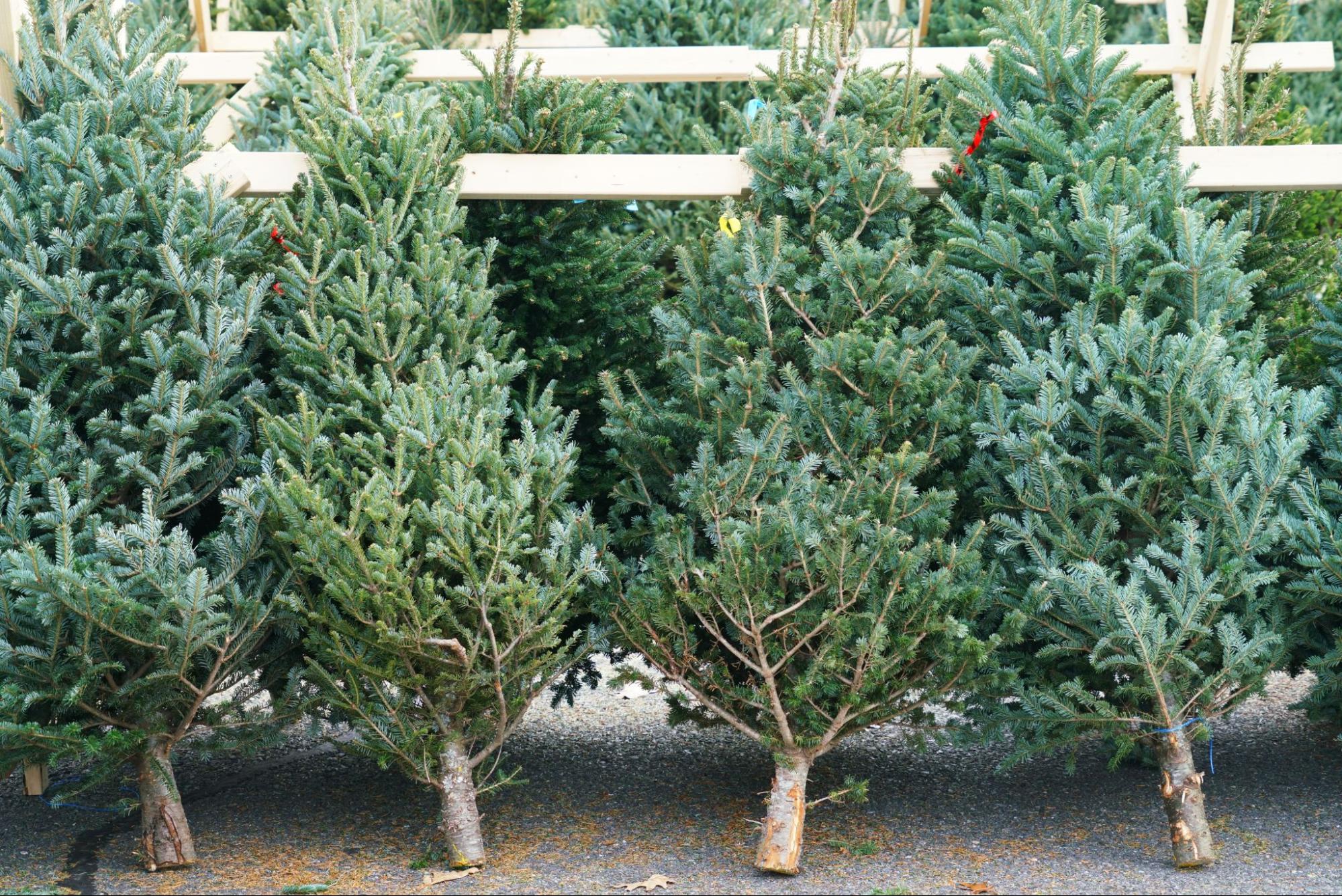 Four Christmas trees cut and ready for purchase