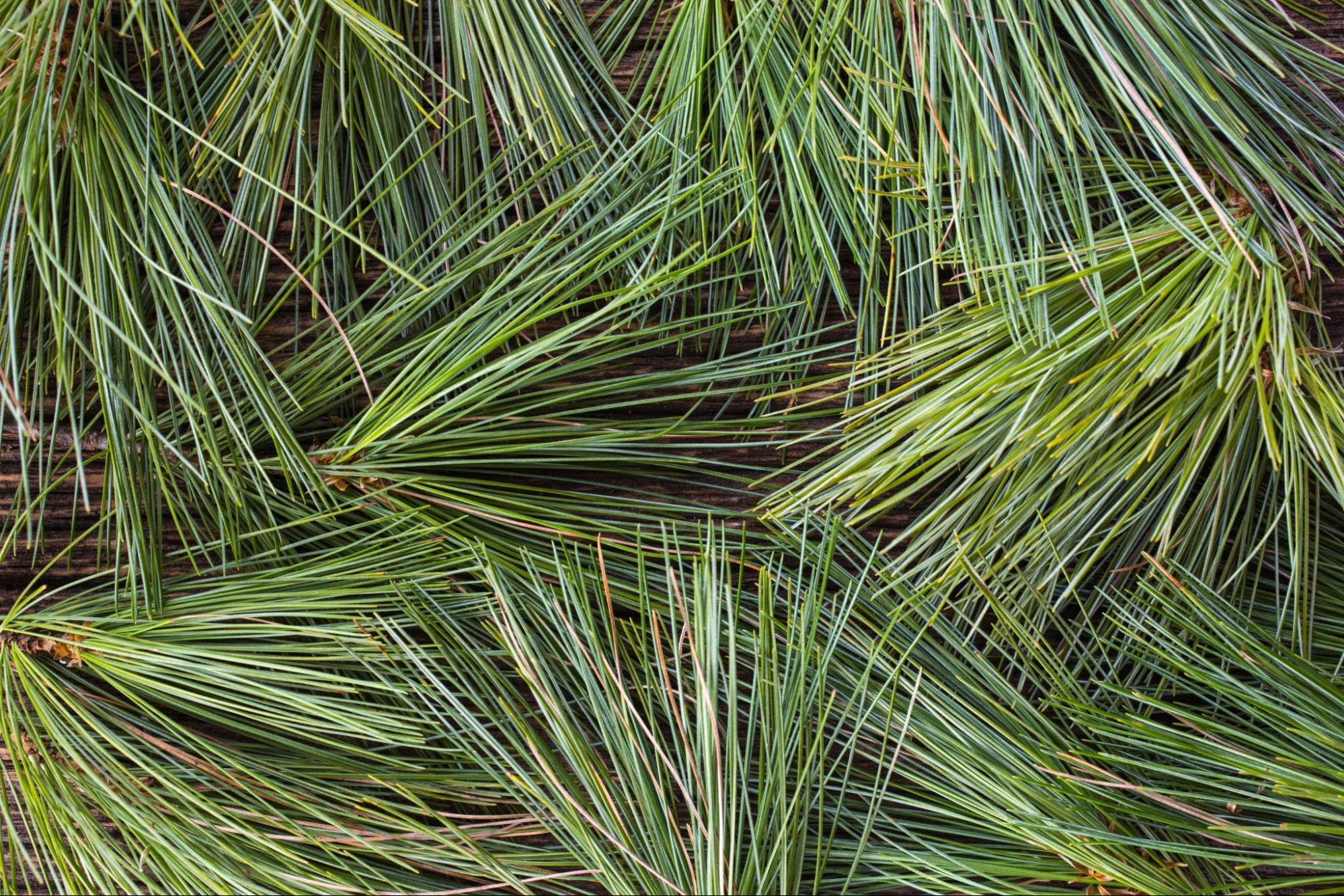The white pine has long, fine needles