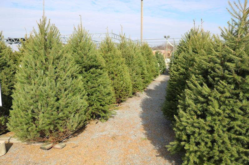 local pennsylvania christmas trees