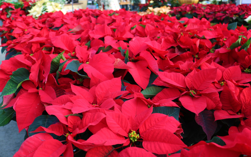 a display of bright red poinsettias
