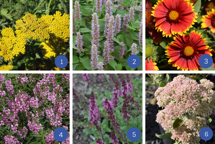 collage of drought resistant perennials plants