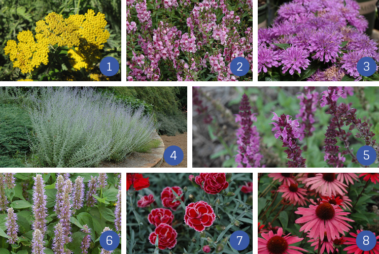 collage of fragrant perennial plants