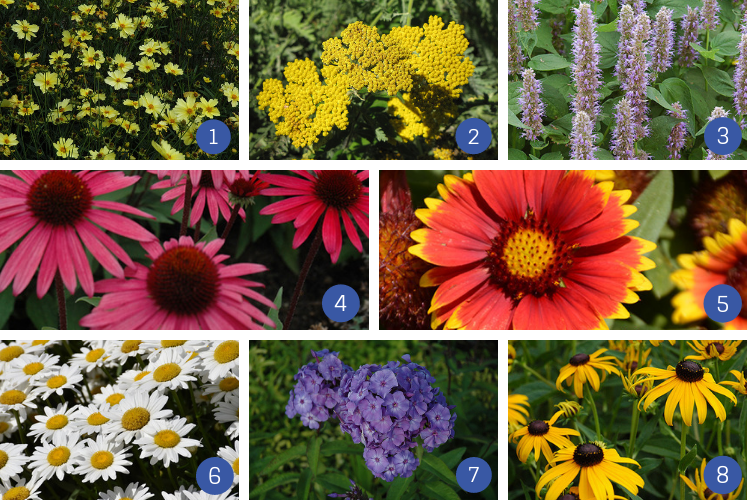 collage of long blooming perennial plants