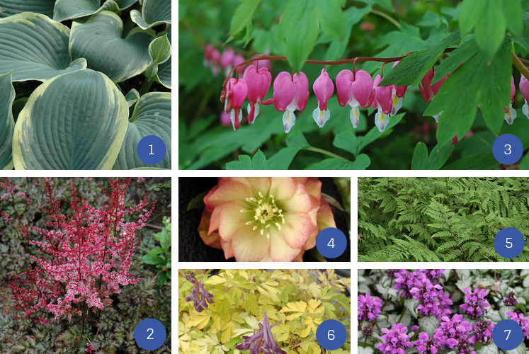 collage of perennials that grow in shade