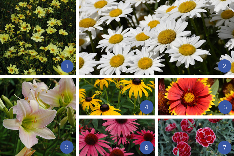 collage of good perennials for full sun