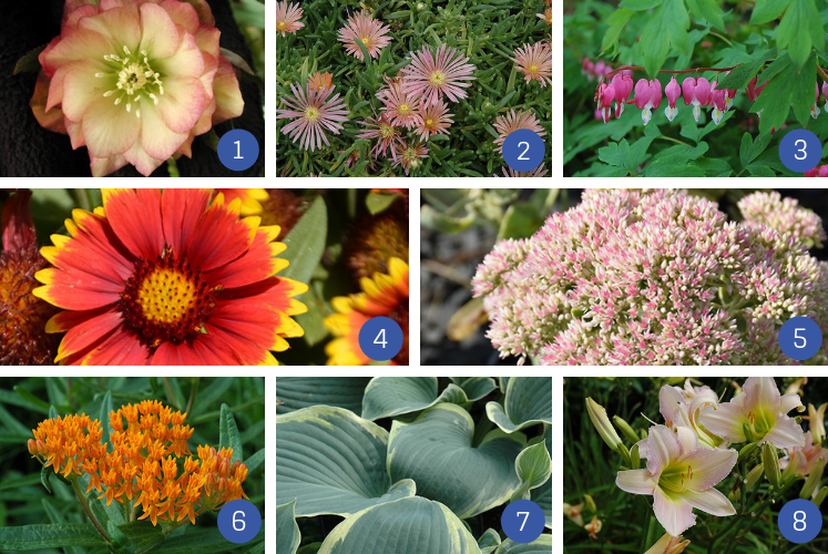 collage of perennials that grow in poor soil