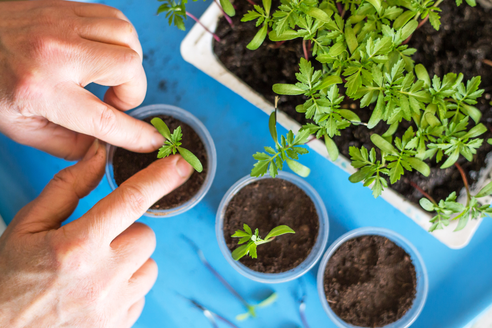 Thinning out your seedlings and transplanting them will help grow strong plants.