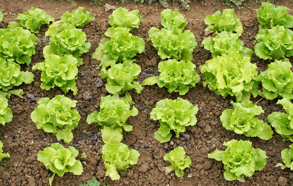 Lettuce plants grown from seeds and thriving in a garden.