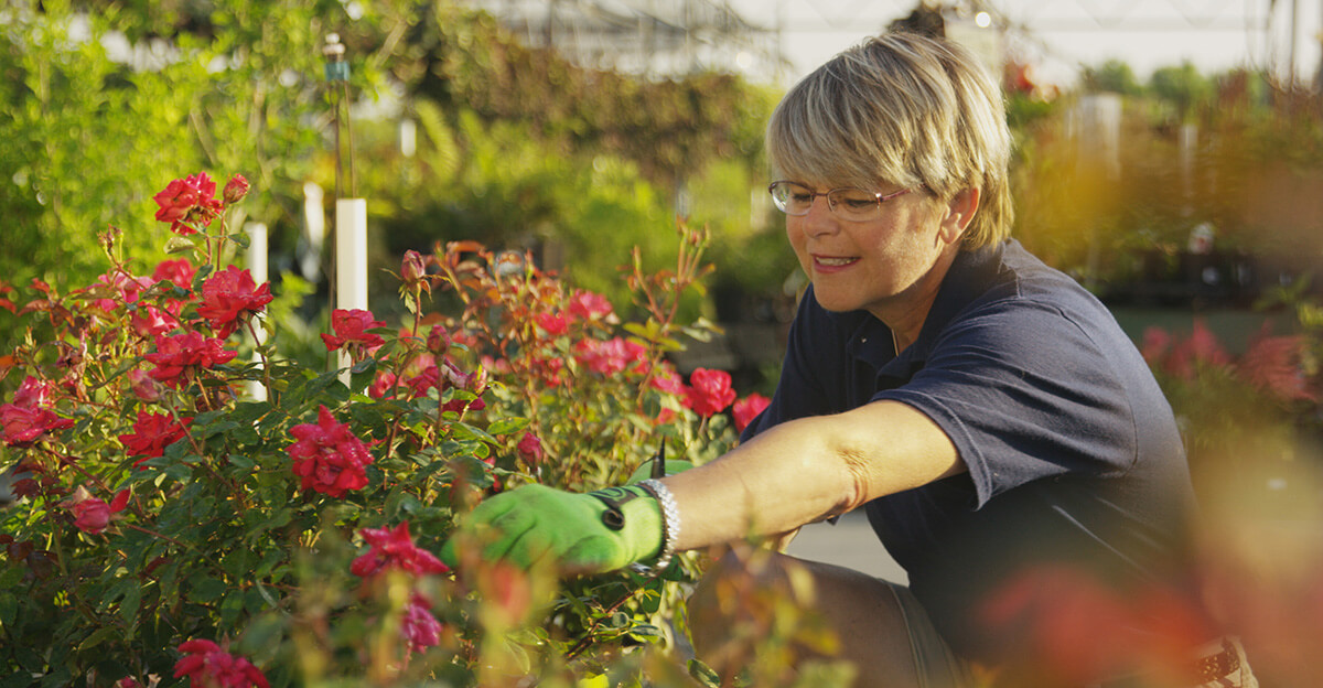 Home and Garden team member touching pink flowers