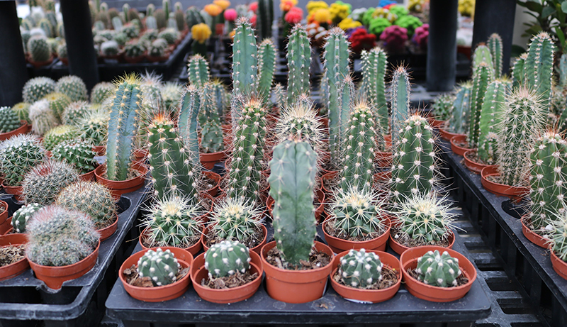 rows of small cacti plants