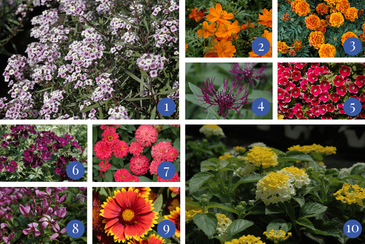 collage of flowers that are resistant to draught conditions