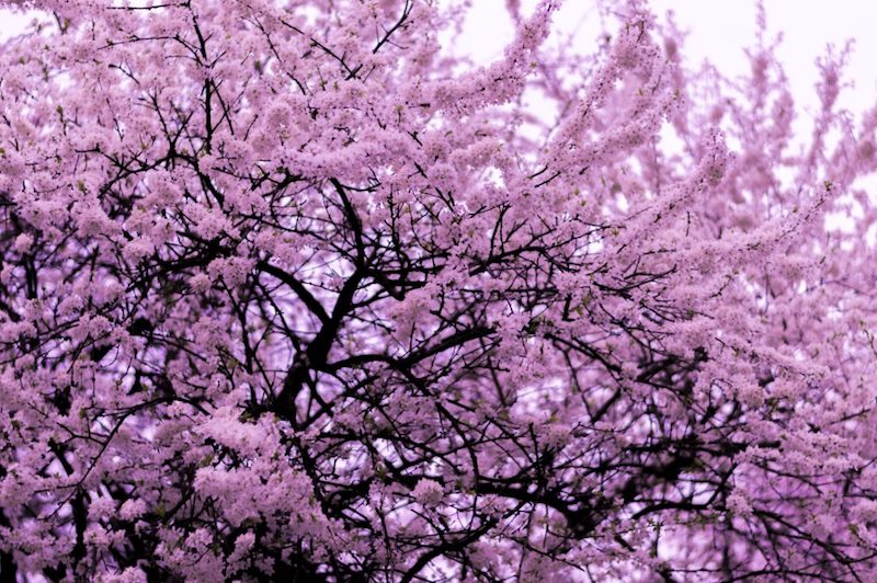 an image of a flowering tree