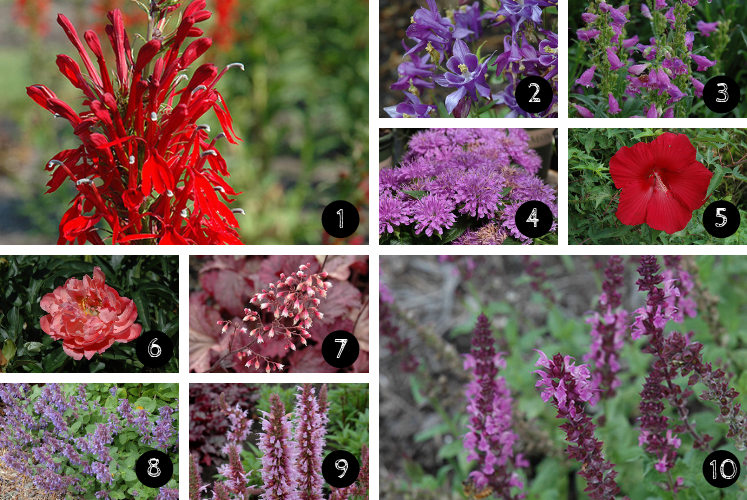 collage of plants that attract hummingbirds