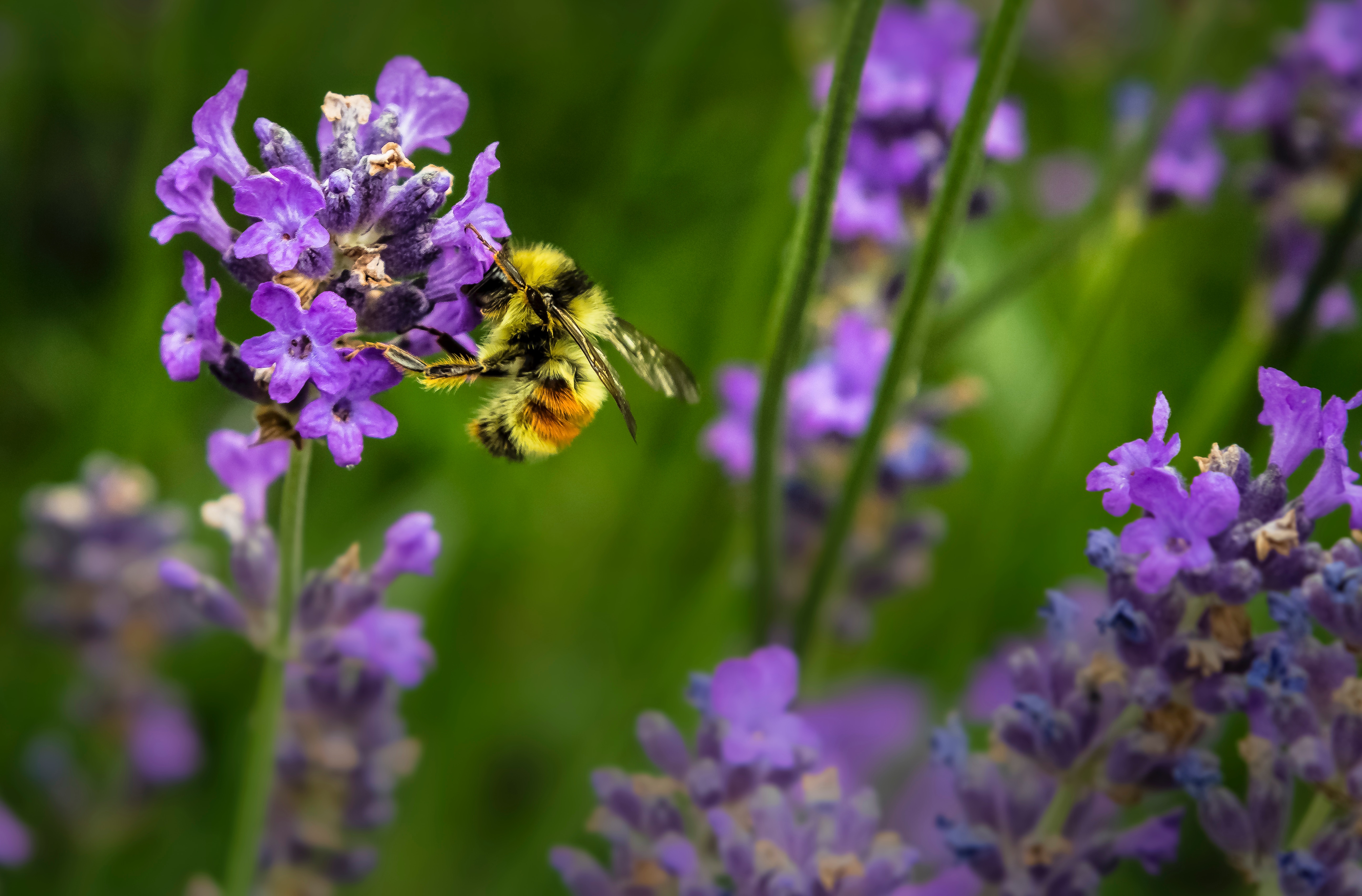 close-up of a bee pollinating a patch of purple flowers